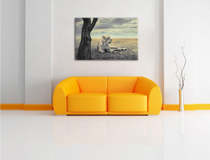 Pixxprint Löwin Ruhe Savanne als Leinwandbild/Grösse: 100x70 / Wandbild/Kunstdruck/fertig bespannt,
