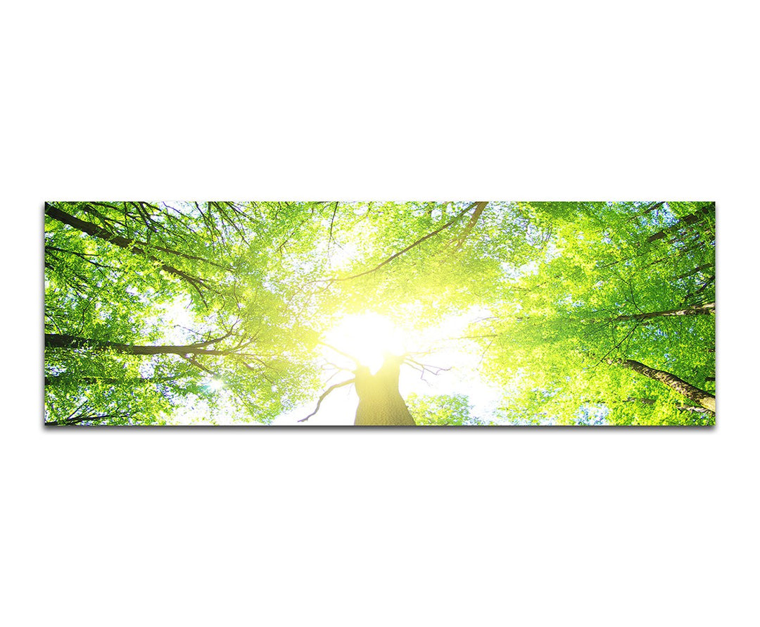 Paul Sinus Art Panoramabild auf Leinwand und Keilrahmen 150x50cm Wald Baumkronen Frühling Sonnenstra
