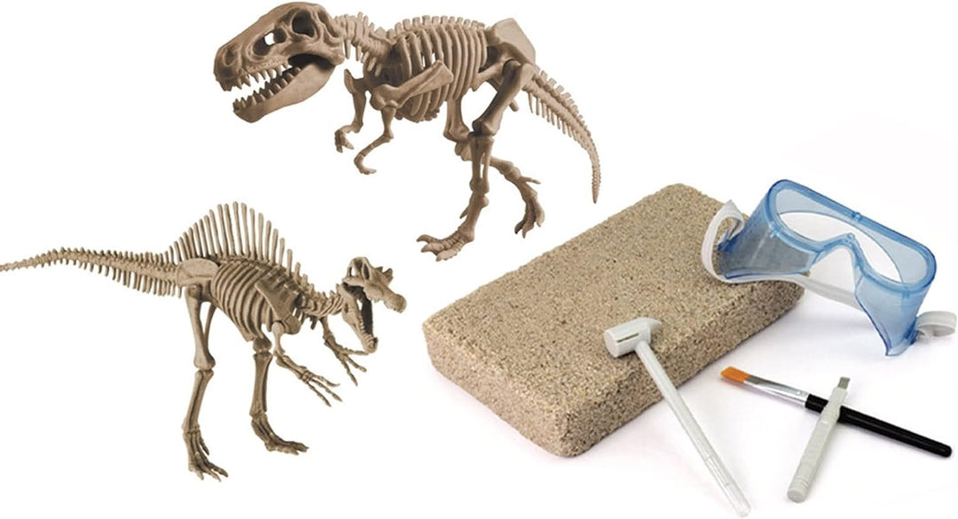 Grosses 2in1 Dinosaurier Ausgrabungsset mit Werkzeug Spinosaurus und Tyrannosaurus Rex in schwerem S