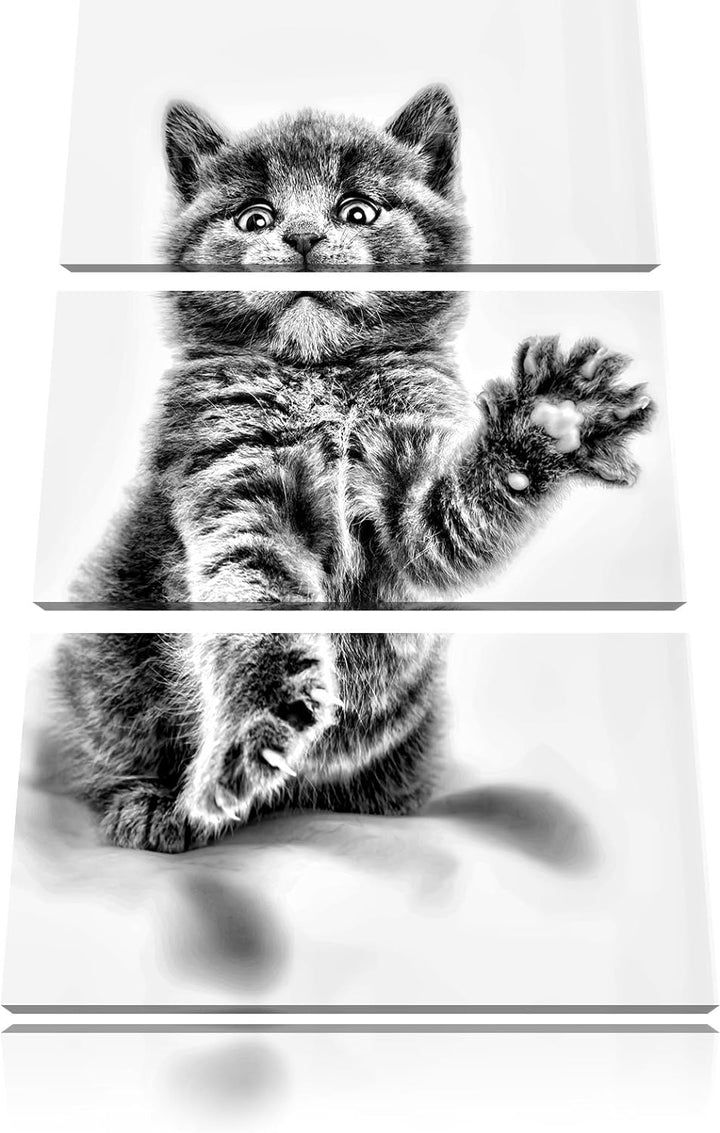 Pixxprint Babykatze die bettelt als Leinwandbild/Grösse: 3 Teilig (120x80) / Wandbild/Kunstdruck/fer