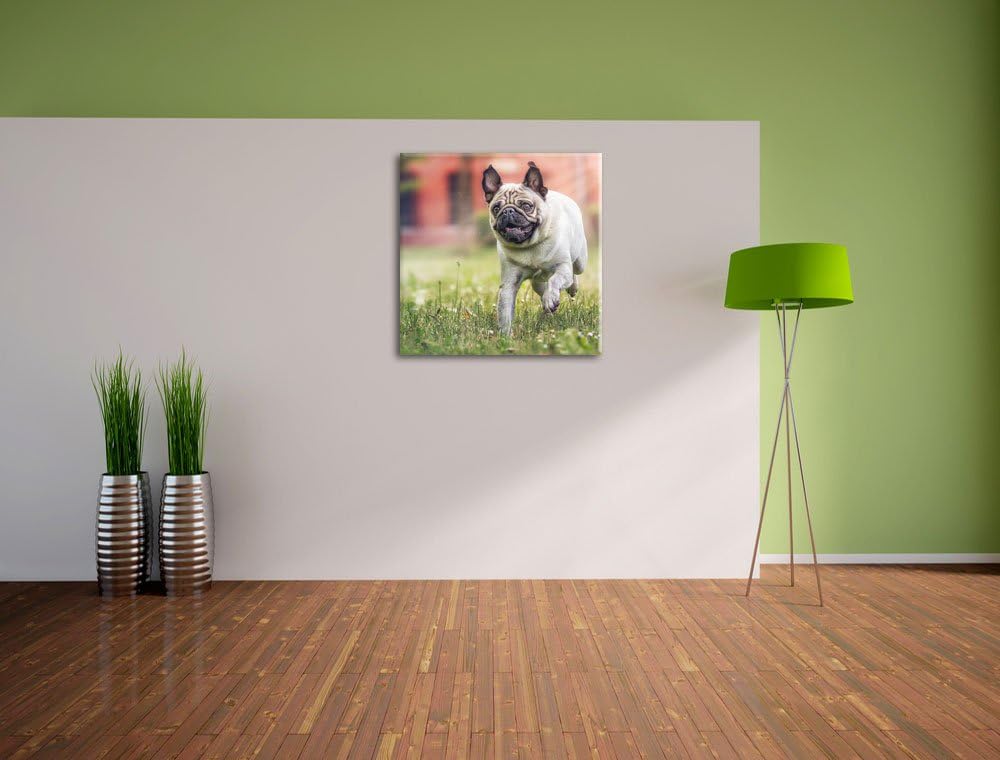 Pixxprint Rennender Mops, Format: 70x70 auf Leinwand, XXL riesige Bilder fertig gerahmt mit Keilrahm