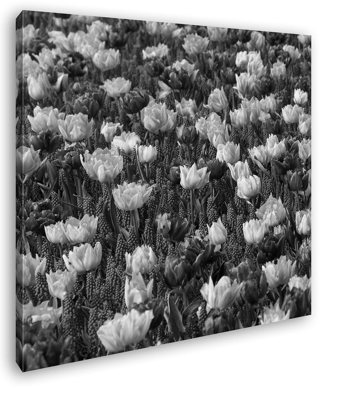 deyoli buntes Blumenfeld Format: 60x60 Effekt: Schwarz&Weiss als Leinwandbild, Motiv fertig gerahmt