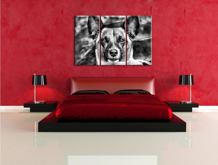 Pixxprint niedlicher Hund im Wasser als Leinwandbild/Grösse: 3 Teilig (120x80) cm/Wandbild/Kunstdruc