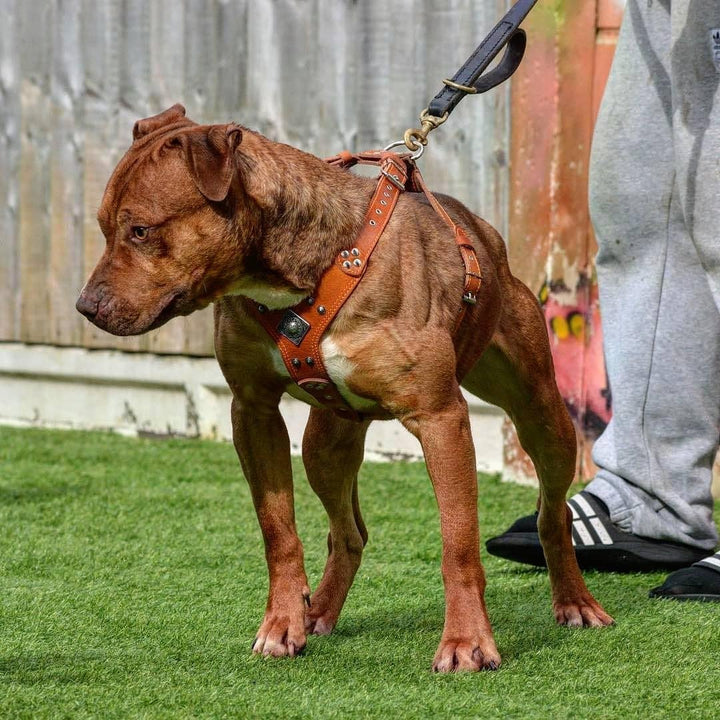 Bestia |EROS| Leder Brustgeschirr für grosse Hunde. Bis 145 cm Brustumfang. 100% Leder. Handgefertig