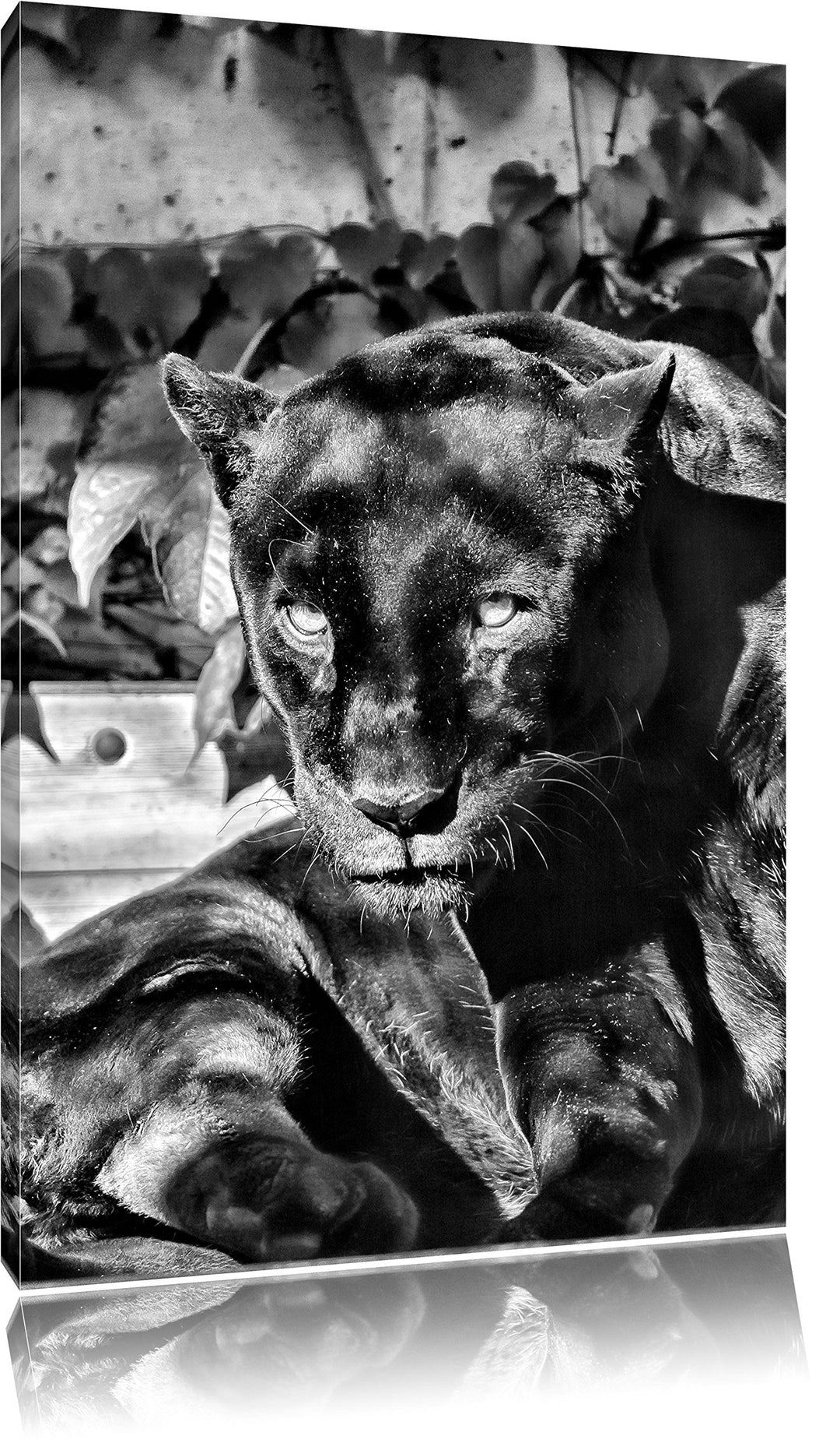 Pixxprint Monocrome, schwarzer Panther, Format: 100x70 auf Leinwand, 100x70