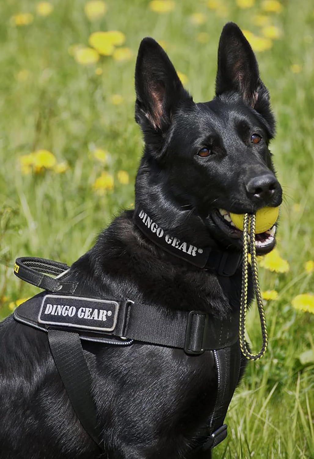 Dingo Gear Hundehalsband mit Cobra Schnalle, Farbe Schwarz,Band Breite 4 cm Länge 45-63 cm S04029 Sc
