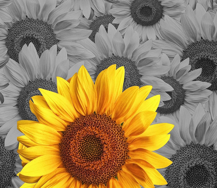 schöne Sonnenblumen Herdabdeckplatte & Spritzschutz aus Echtglas | Für Herd-Kochfelder | 60x52 cm