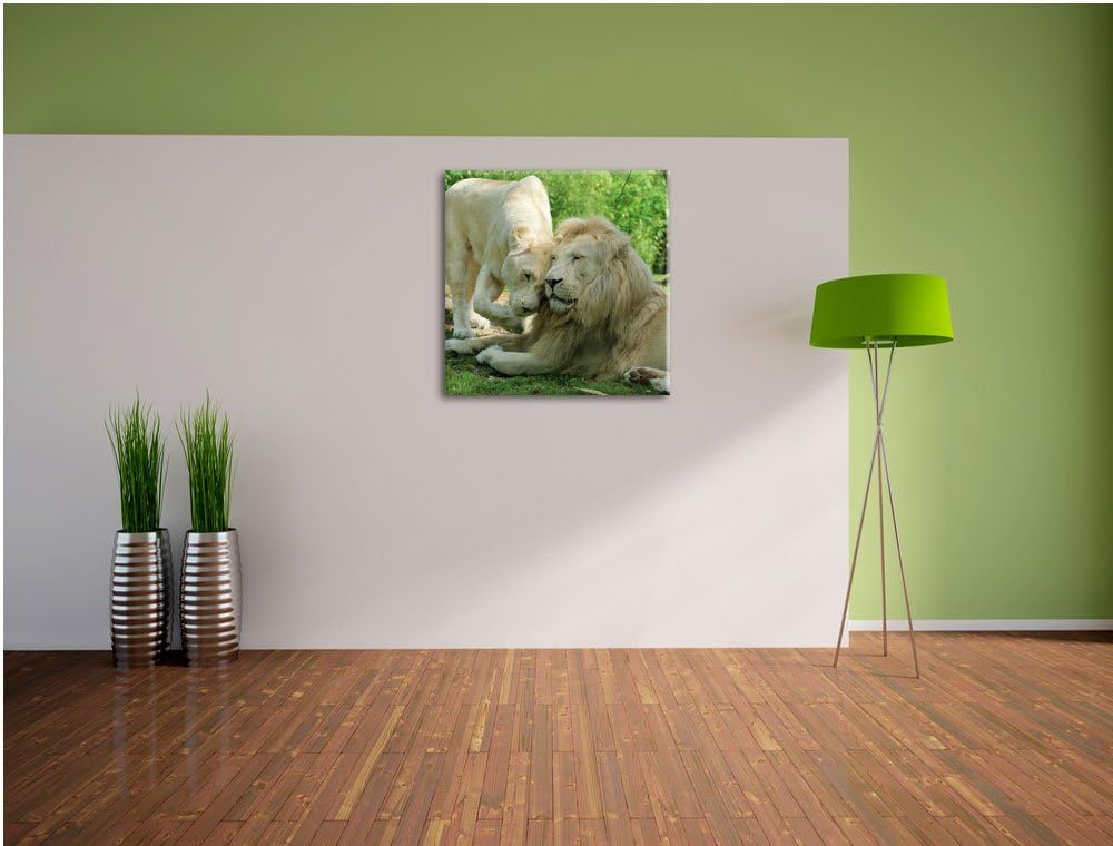 verliebtes Löwenpaar, Format: 70x70 auf Leinwand, XXL riesige Bilder fertig gerahmt mit Keilrahmen,