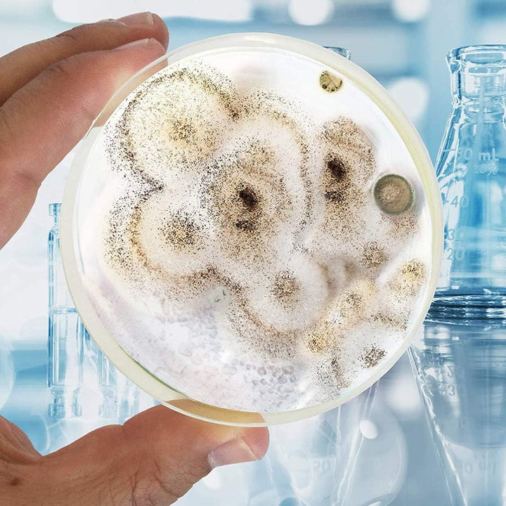 iplusmile Agar Platten Prepoured R2A Agar Platten mit Einweg Vakuum Verpackung Wissenschaft Experime