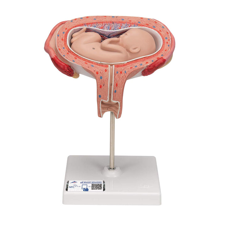 3B Scientific Menschliche Anatomie - Fetus, 5. Monat, Rückenlage + kostenlose Anatomie App - 3B Smar