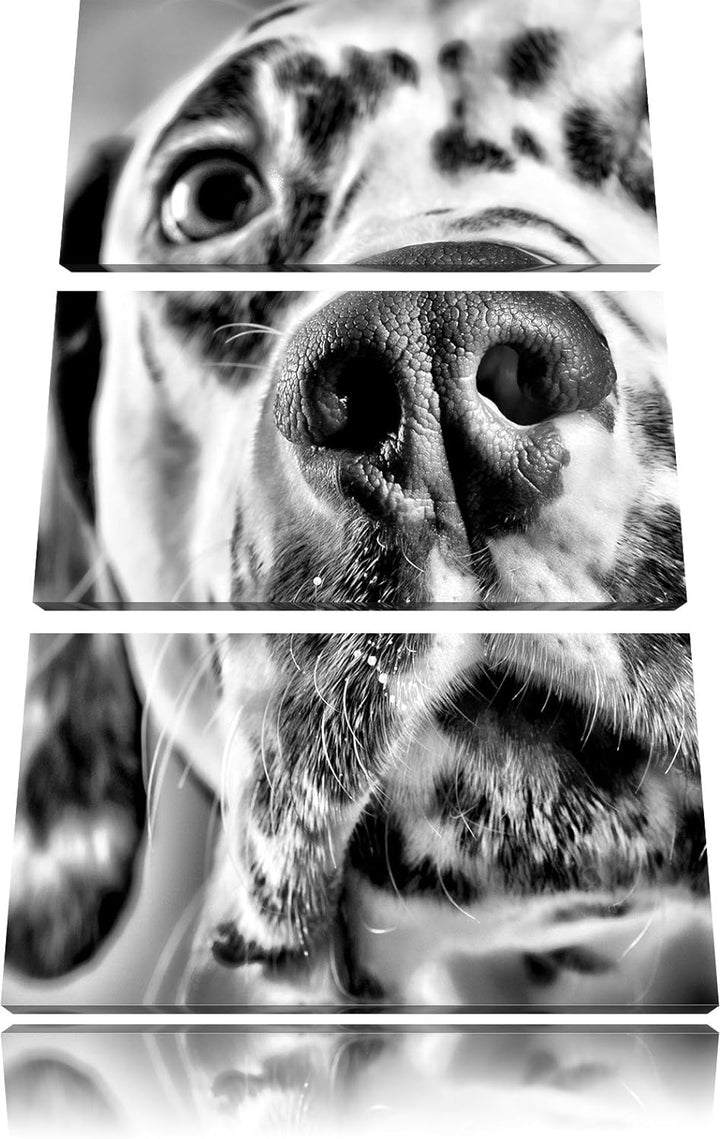 Pixxprint Süsser Dalmatiner als Leinwandbild/Grösse: 3 Teilig (120x80) cm/Wandbild/Kunstdruck/fertig
