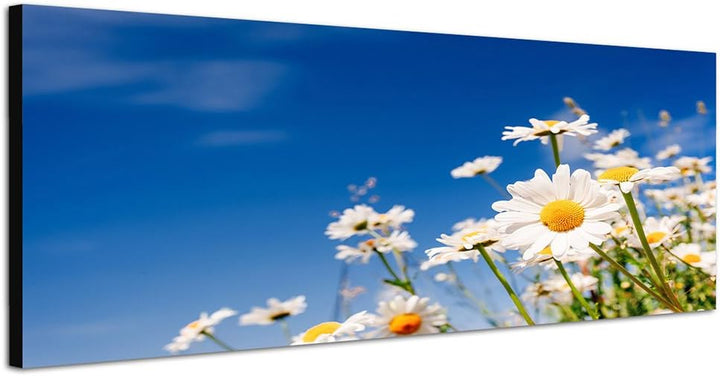 Paul Sinus Art Panoramabild auf Leinwand und Keilrahmen 150x50cm Gänseblümchen Wiese Sommer Himmel