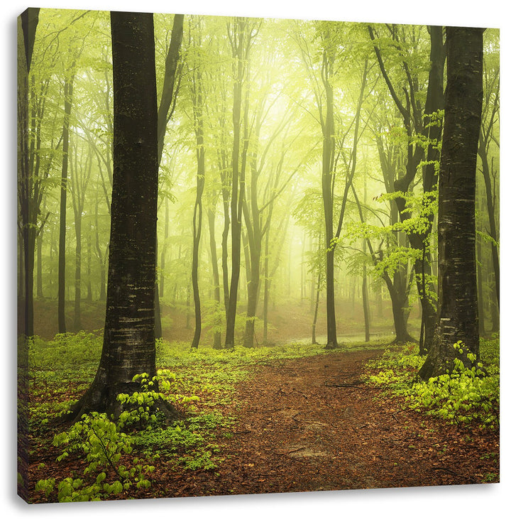 Pixxprint Sonniger Weg im atemberaubenden Wald, Format: 70x70 auf Leinwand, 70x70
