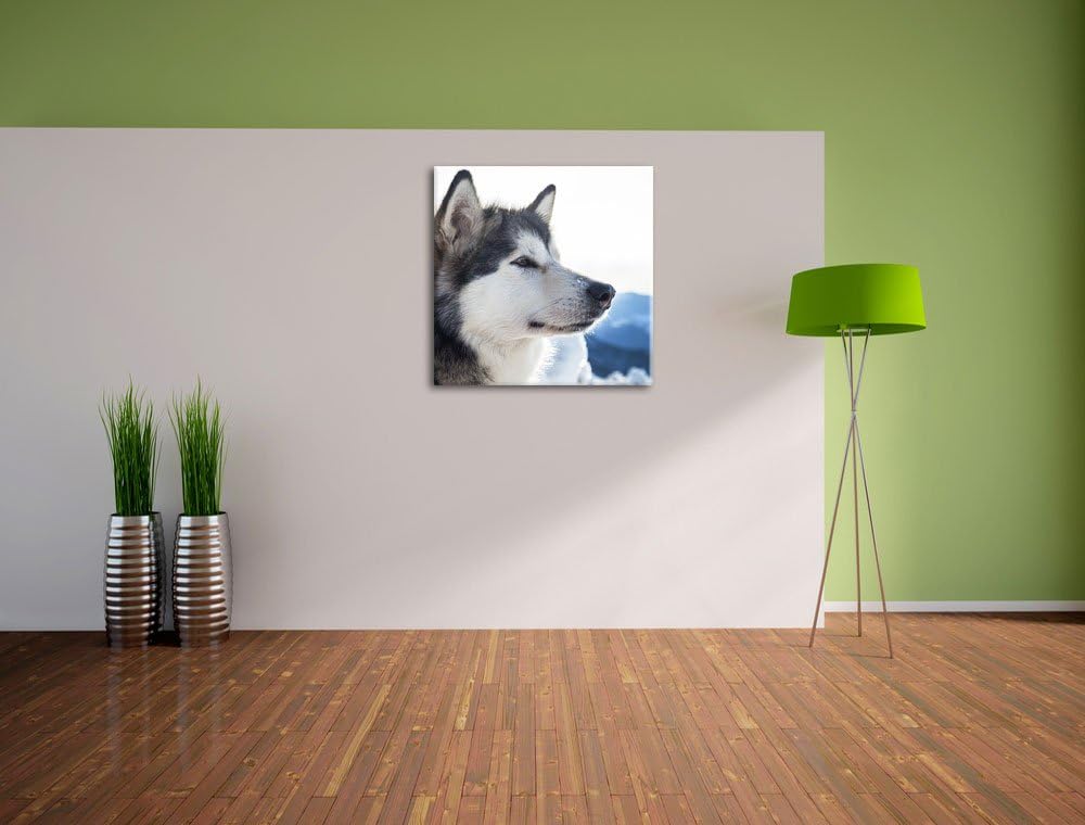 Süsser Husky im Schnee, Format: 70x70 auf Leinwand, XXL riesige Bilder fertig gerahmt mit Keilrahmen