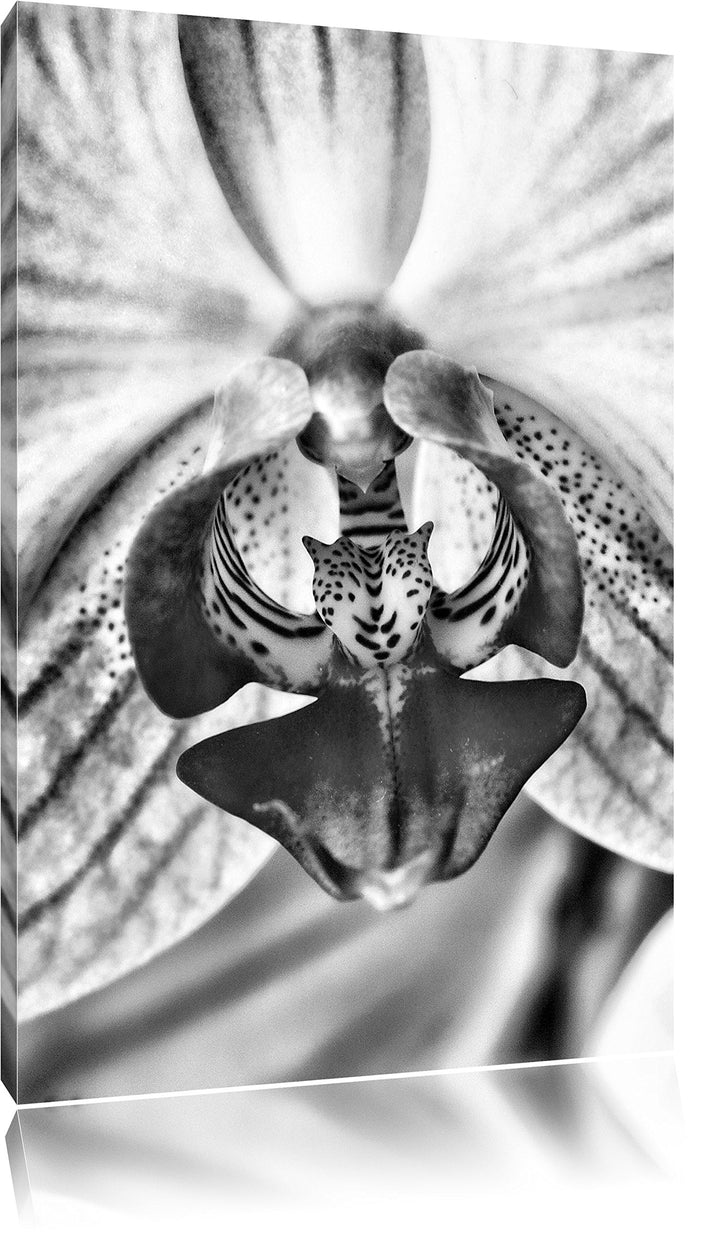 Pixxprint Monocrome, schöne Orchidee, Format: 100x70 auf Leinwand, 100x70