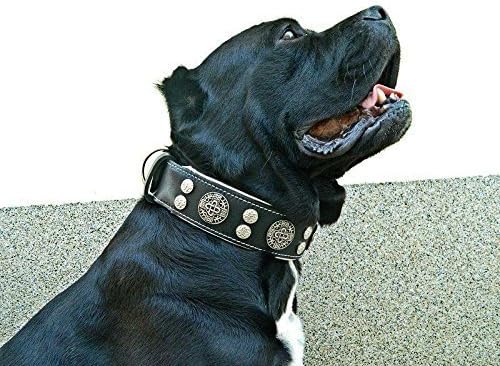 Bestia™ "Hektor Echtleder Hundehalsband für grosse Hunde. 100% Leder. Weich gepolstert. 6,3 cm breit
