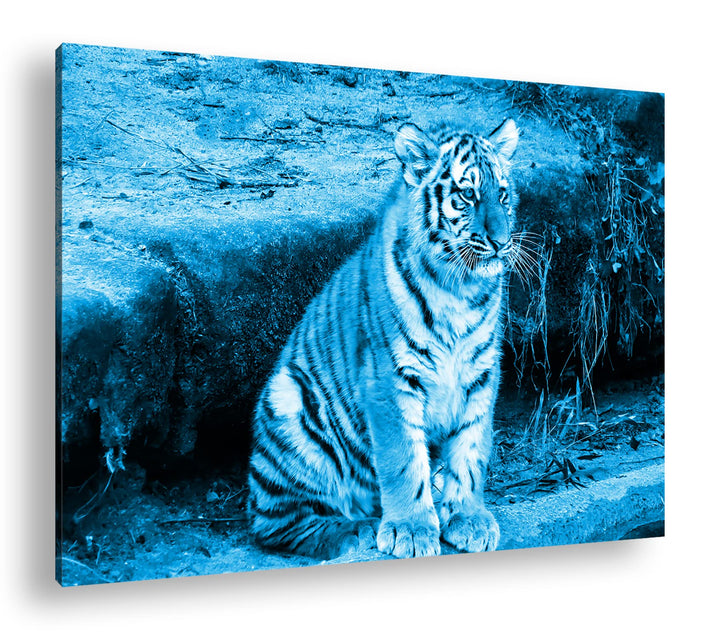 deyoli niedliches Tiger Jungtier Format 80x60 Effekt: Monocrome Blau als Leinwandbild, Motiv fertig
