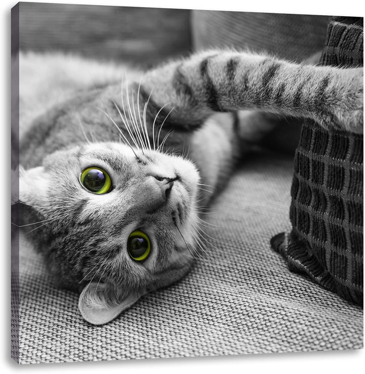 Pixxprint niedliche Katze spielt mit Kissen schwarz/weiss, Format: 70x70 auf Leinwand, 70x70