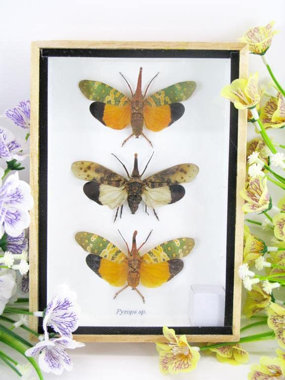 Echte exotische riesige Käfer, Insekten und Krabbler im Schaukasten - Insekten - Taxidermie (3x Pyro