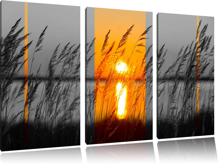 Pixxprint Gräser bei Sonnenuntergang als Leinwandbild | Grösse: 3 Teilig (120x80) | Wandbild| Kunstd