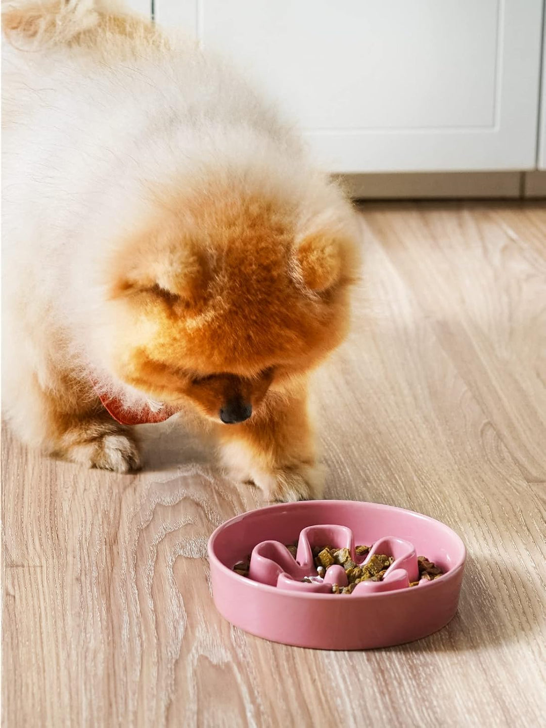 LE TAUCI Hundenapf aus Keramik, Antischlingnapf für Mittelgrosse und Kleine Hunde, Langsam Fressen u
