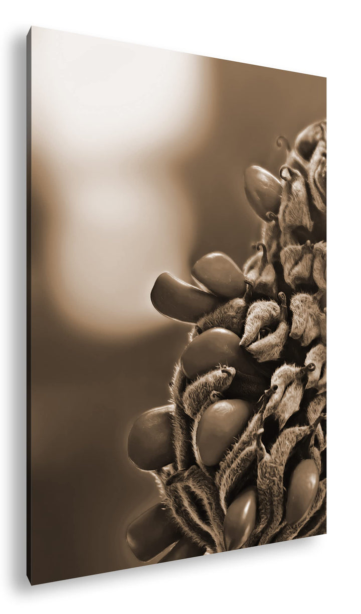 deyoli Südliche Magnolie Stierbucht Format: 80x60 Effekt: Sepia als Leinwandbild, Motiv fertig gerah