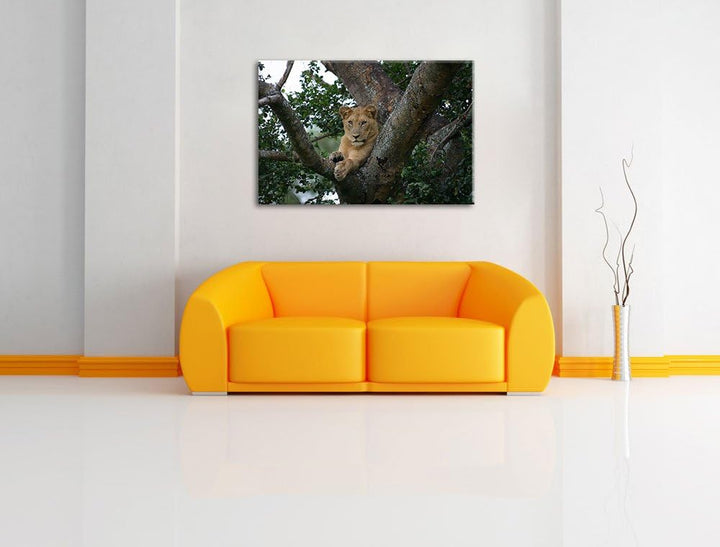 schöne Löwin auf Baum Leinwand, XXL riesige Bilder fertig gerahmt mit Keilrahmen, Kunstdruck auf Wan