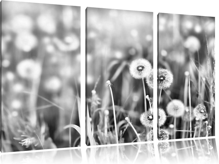 Pixxprint Pusteblumen auf Frühlingswiese als Leinwandbild/Grösse: 3 Teilig (120x80) cm/Wandbild/Kuns