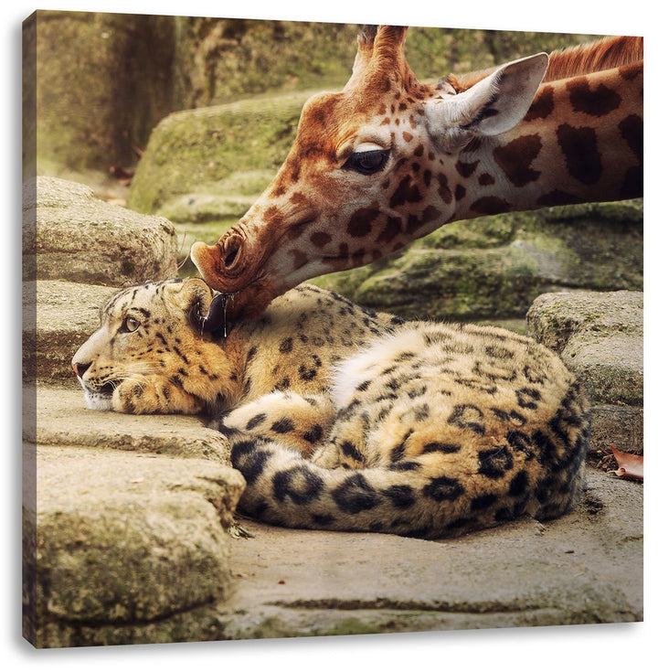Pixxprint Leopard und Giraffe als Leinwandbild/Grösse: 70x70 cm/Wandbild/Kunstdruck/fertig bespannt,