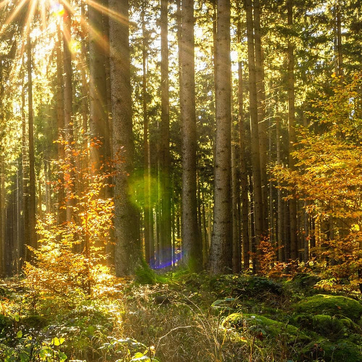 Feeby Bilder Modern Landschaft 5 Teilig Design Art Wald Sonnenstrahlen gelb 100x70 cm Deco panel 100