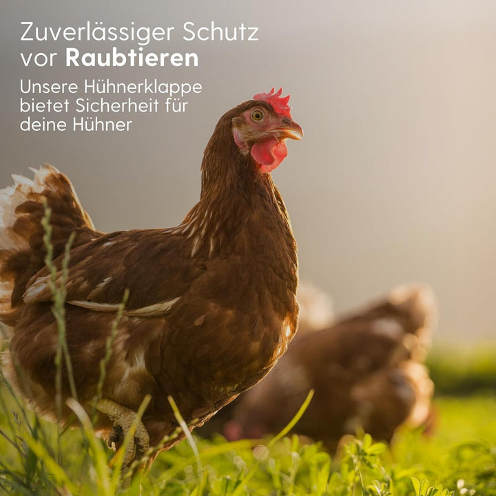 Agrarzone automatische Solar Hühnertür Hühnerklappe mit Schieber 22 x 33 cm | Türöffner Hühnerstall