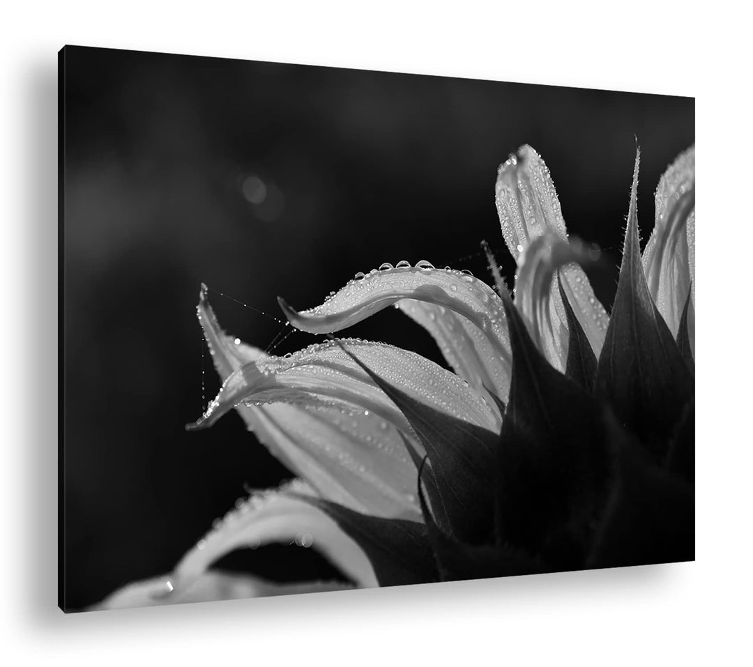 deyoli regnerische Sonnenblume Format: 80x60 als Leinwand, Effekt: Schwarz&Weiss, Motiv fertig gerah