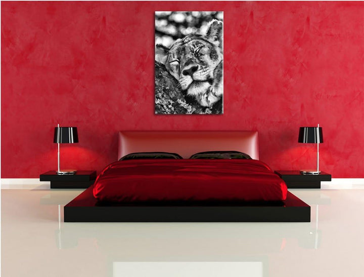 Pixxprint müde Löwin ruht auf Baum / 100x70cm Leinwandbild bespannt auf Holzrahmen/Wandbild Kunstdru