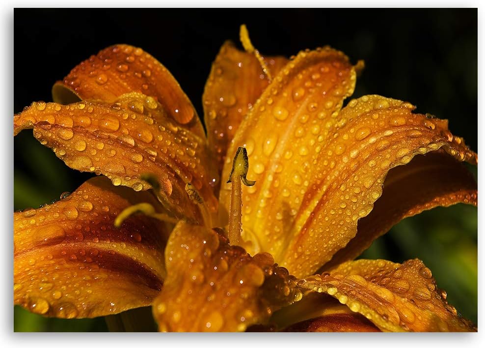 Feeby Bild auf Leinwand Pflanze Kunstdruck modern Natur Orange 80x60 cm Leinwandbild 80x60 cm Orange