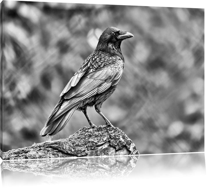 Pixxprint Monocrome, Krähe auf Baumstamm, Format: 100x70 auf Leinwand, 100x70