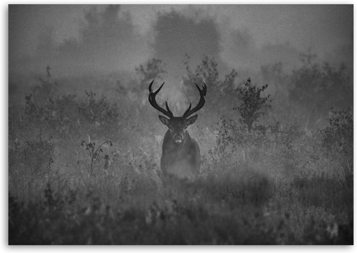 Feeby Wandbilder Hirsch Natur 60x40 cm 1Teilig Modern Leinwandbilder Bilder Bild auf Leinwand Kunstd