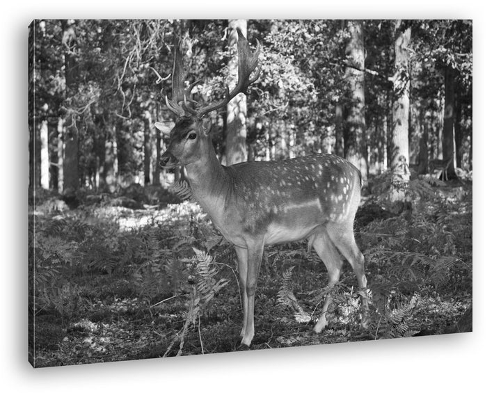 deyoli Bezaubernder Hirsch im Wald Effekt: Schwarz/Weiss im Format: 80x60 als Leinwandbild, Motiv fe