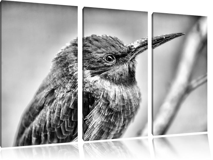 Pixxprint Kleiner tropischer Vogel als Leinwandbild/Grösse: 3 Teilig (120x80) cm/Wandbild/Kunstdruck