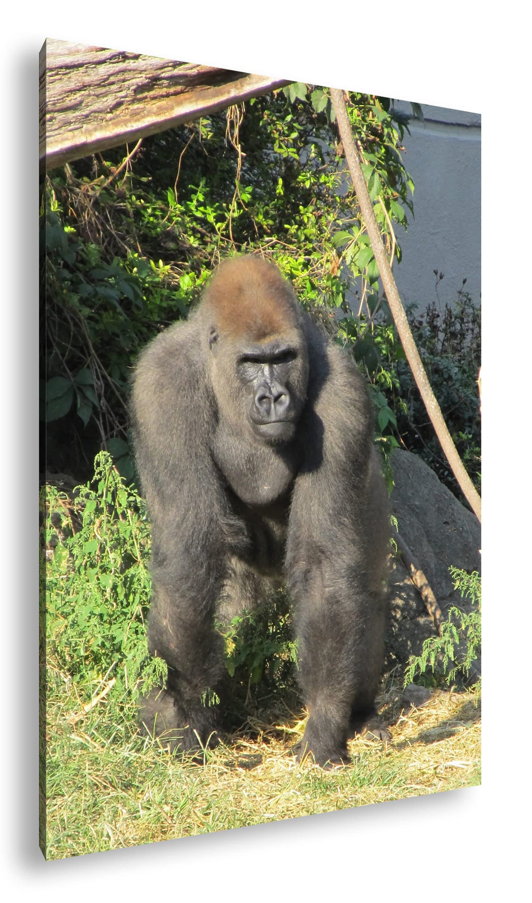 deyoli stolzer Gorilla Format: 80x60 als Leinwand, Motiv fertig gerahmt auf Echtholzrahmen, Hochwert