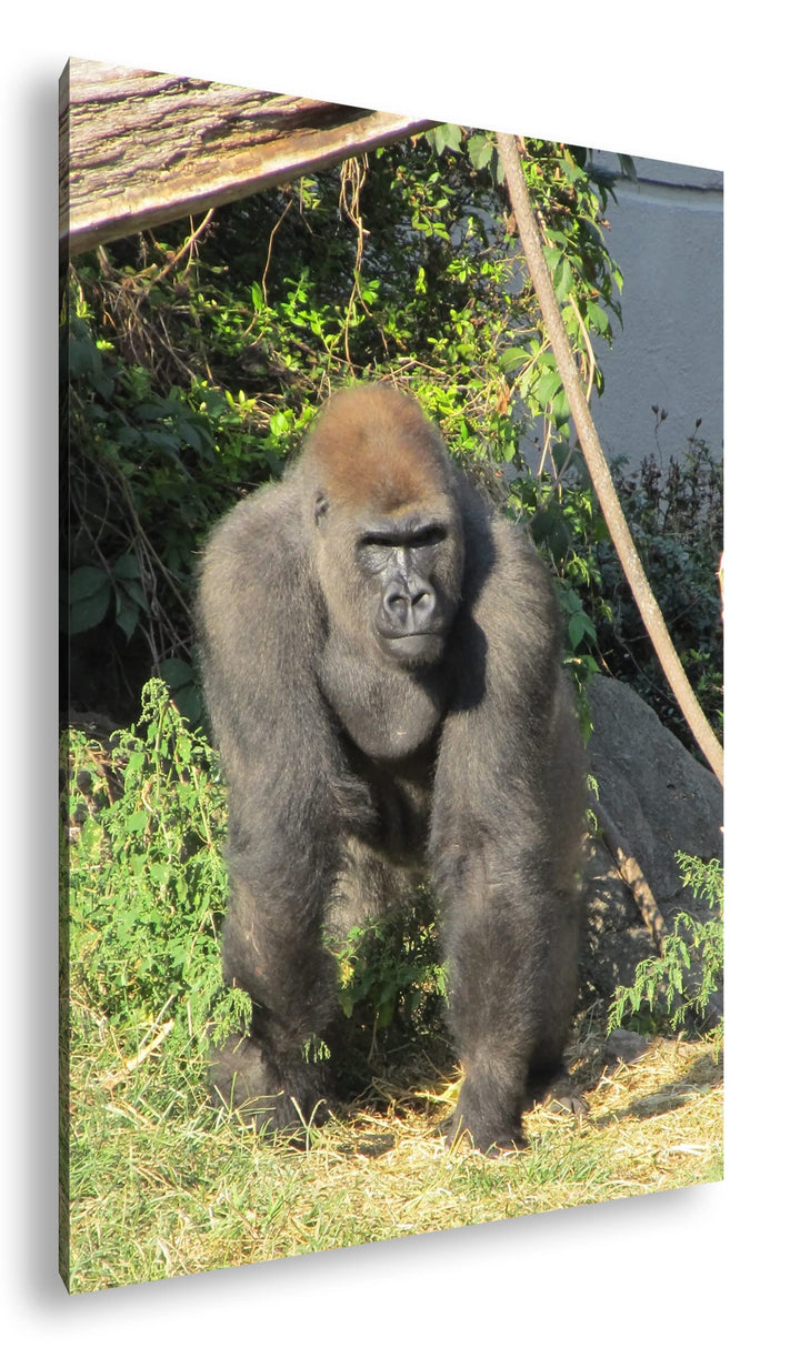 deyoli stolzer Gorilla Format: 80x60 als Leinwand, Motiv fertig gerahmt auf Echtholzrahmen, Hochwert