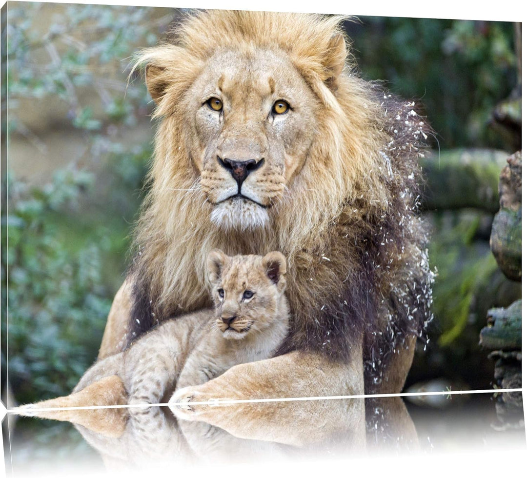 Pixxprint Löwe kuschelt mit Jungtier auf Leinwand, XXL riesige Bilder fertig gerahmt mit Keilrahmen,