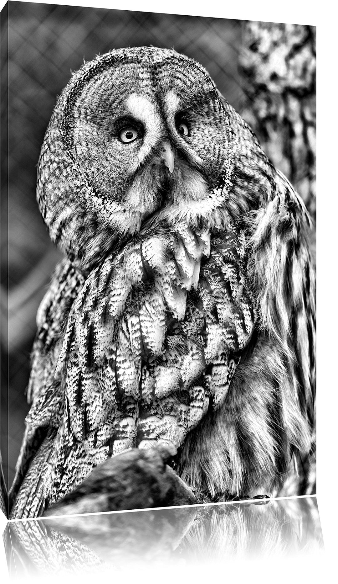 Pixxprint grosse Eule auf AST als Leinwandbild | Grösse: 100x70 cm | Wandbild | Kunstdruck | fertig