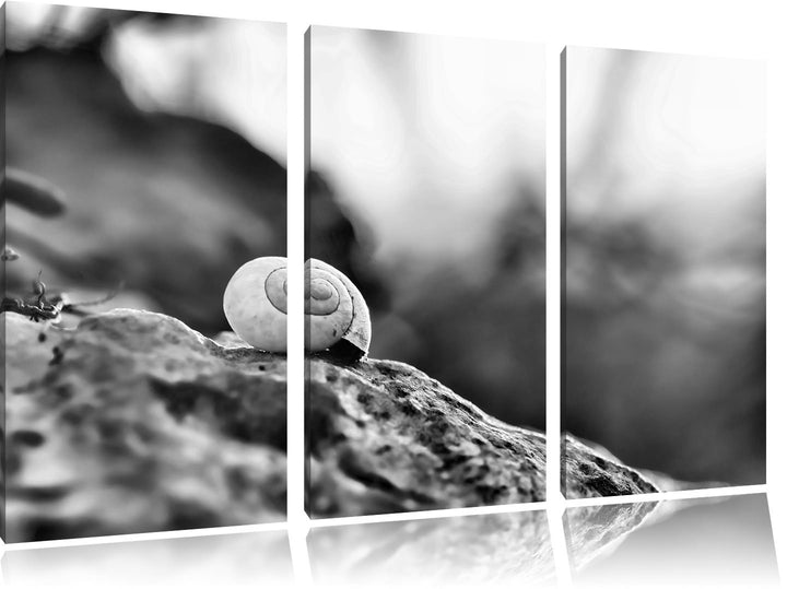 Pixxprint kleine Schnecke auf Stein als Leinwandbild/Grösse: 3 Teilig (120x80) cm/Wandbild/Kunstdruc