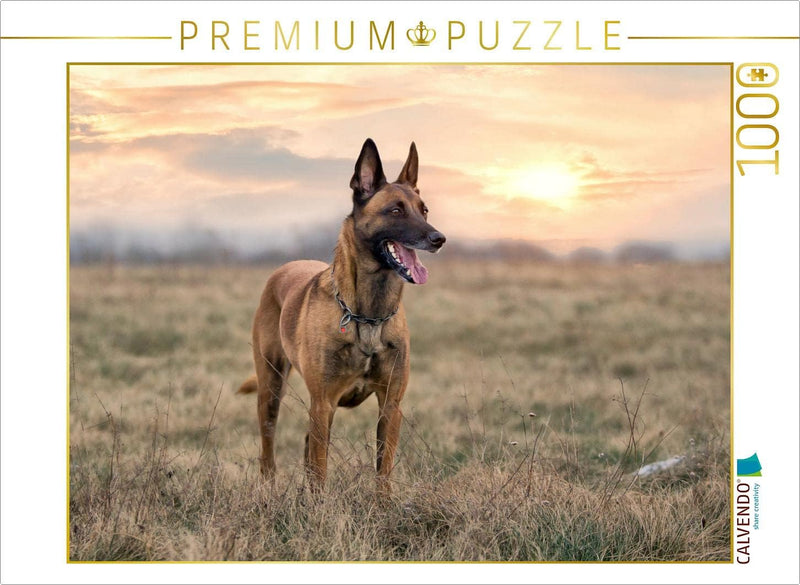 CALVENDO Puzzle Malinois - Belgische Energiebündel 1000 Teile Lege-Grösse 64 x 48 cm Foto-Puzzle Bil