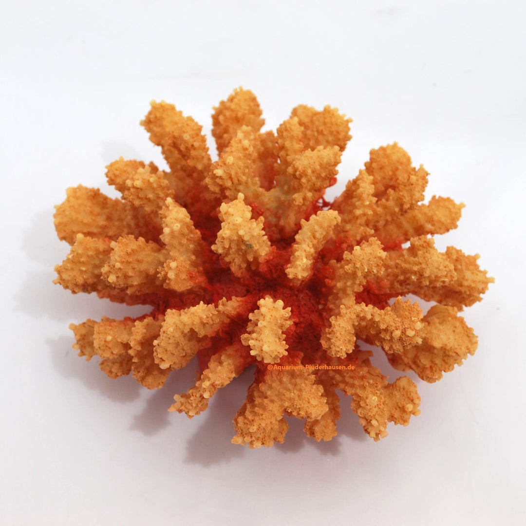 Steinkoralle,15 x14 x8 cm, SPS, Aquarium Meerwasser Korallen, Blumenkohl orange