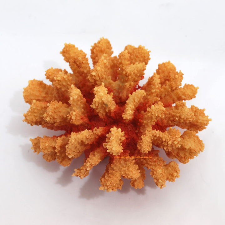 Steinkoralle,15 x14 x8 cm, SPS, Aquarium Meerwasser Korallen, Blumenkohl orange