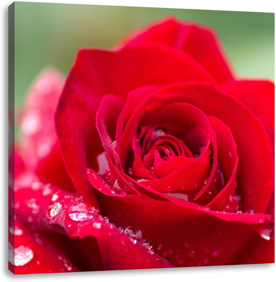 Pixxprint Rose mit Wassertropfen als Leinwandbild/Grösse: 70x70 cm/Wandbild/Kunstdruck/fertig bespan