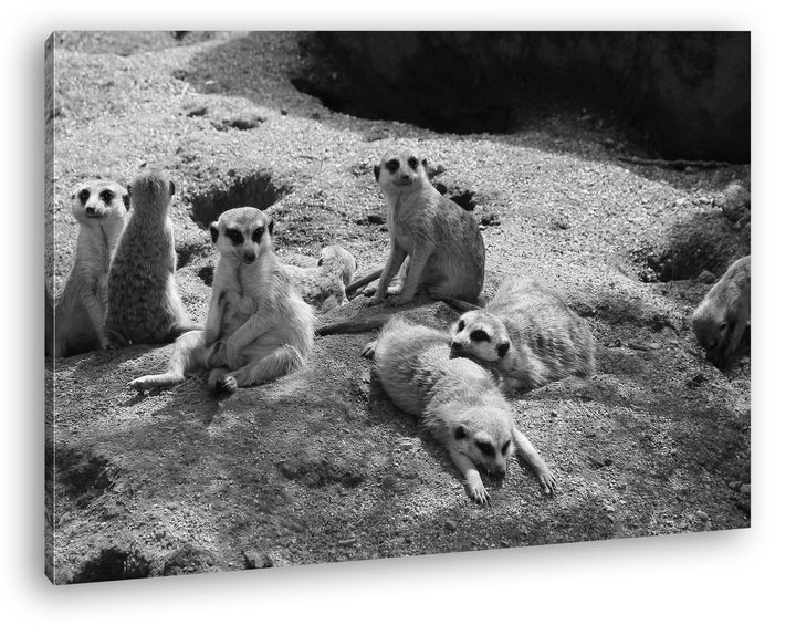 deyoli niedliche Erdmännchen Familie Effekt: Schwarz/Weiss im Format: 80x60 als Leinwandbild, Motiv