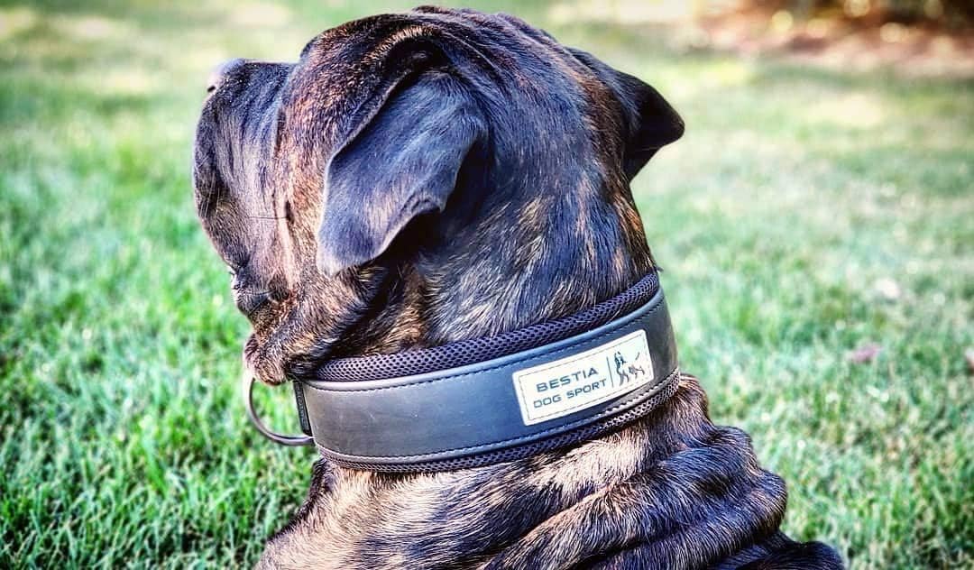 Bestia DOG Sport Halsband M - von 42,5 cm bis 52,5 cm, M - von 42,5 cm bis 52,5 cm