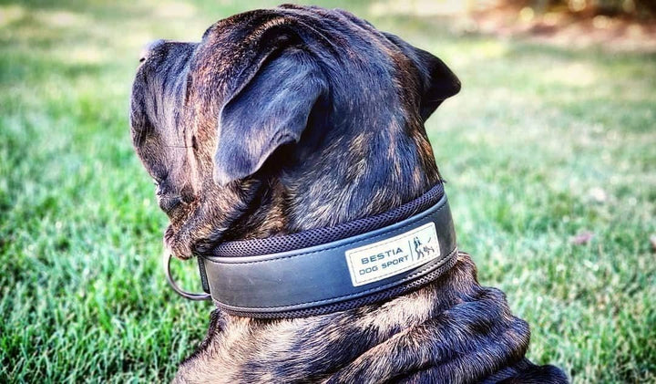 Bestia DOG Sport Halsband M - von 42,5 cm bis 52,5 cm, M - von 42,5 cm bis 52,5 cm